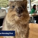 Meet the quokka, the ‘world’s happiest animal’. Take photos, just don’t touch them, please