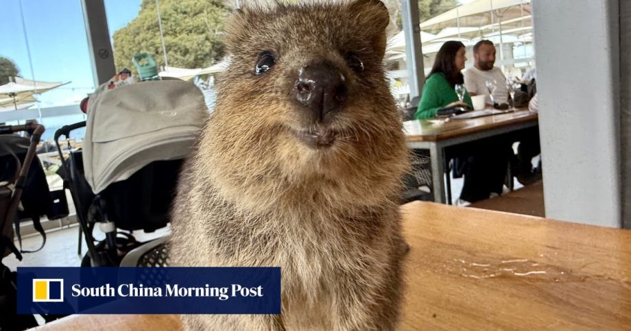 Meet the quokka, the ‘world’s happiest animal’. Take photos, just don’t touch them, please Meet the quokka, the ‘world’s happiest animal’. Take photos, just don’t touch them, please