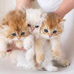 Married couple handed week’s jail, S,500 fine each for illegal cat breeding from their Singapore home