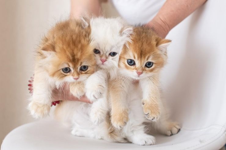 Married couple handed week’s jail, S,500 fine each for illegal cat breeding from their Singapore home