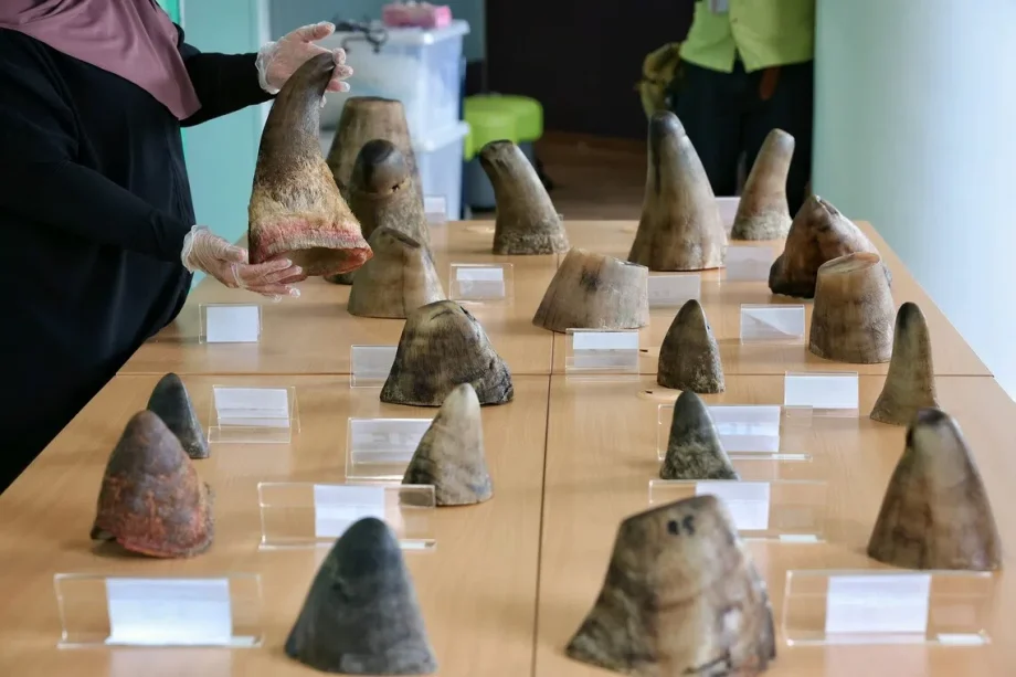 Singapore foils attempt to smuggle record 35.7kg of rhino horns from South Africa to Laos Singapore foils attempt to smuggle record 35.7kg of rhino horns from South Africa to Laos