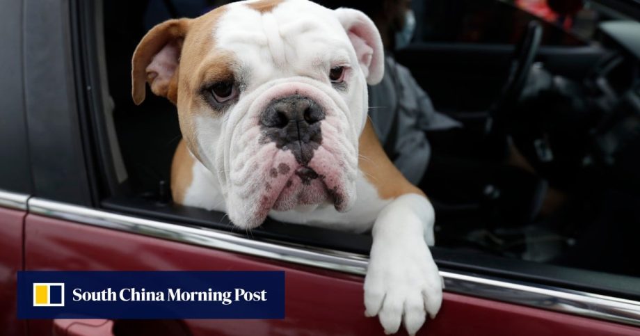 Is your cat or dog’s dinner polluting the environment as much as driving a car?