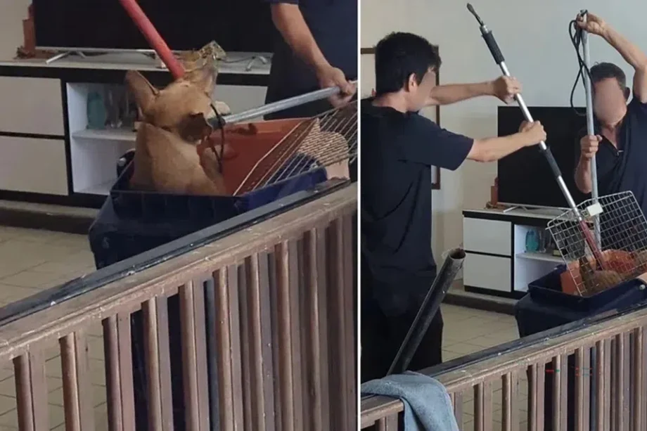 SPCA voices concern over handling of dogs removed from Seletar West farm