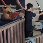 ‘Reasonable force’ used to catch dogs at Seletar West farm after 4 biting incidents: NParks