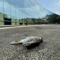‘Invisible yet deadly’: A student-led movement to fix NTU’s award-winning bird-killing building
