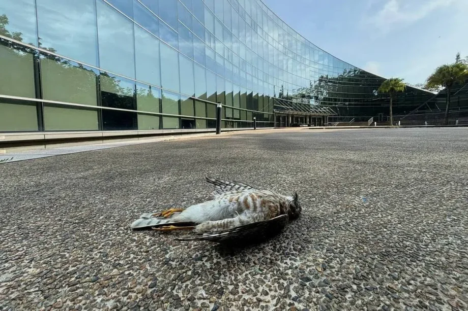 ‘Invisible yet deadly’: A student-led movement to fix NTU’s award-winning bird-killing building