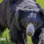 Lincoln Zoo welcomes first female Indian sloth bear in decades