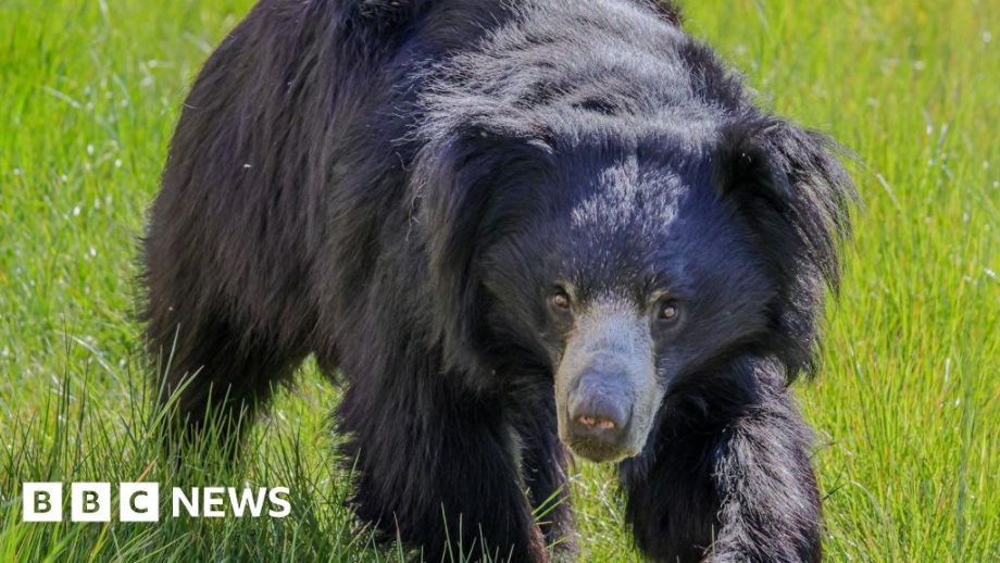 Lincoln Zoo welcomes first female Indian sloth bear in decades Lincoln Zoo welcomes first female Indian sloth bear in decades