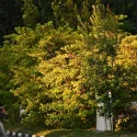 From Vanuatu to Australia, and then Yishun: The yellow plant giving Singapore fall colours year-round