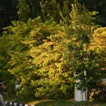 From Vanuatu to Australia, and then Yishun: The yellow plant giving Singapore fall colours year-round