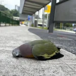 At least five birds spotted crashing into clear panels at Dairy Farm bus stop within 24 hours