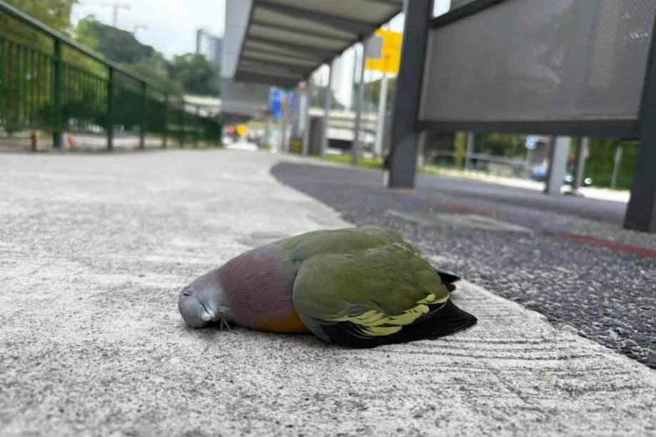At least five birds spotted crashing into clear panels at Dairy Farm bus stop within 24 hours At least five birds spotted crashing into clear panels at Dairy Farm bus stop within 24 hours