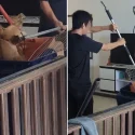 Stray dog forced into crate with poles at Seletar Farmway, AVS cites ‘public safety’ after bite incidents