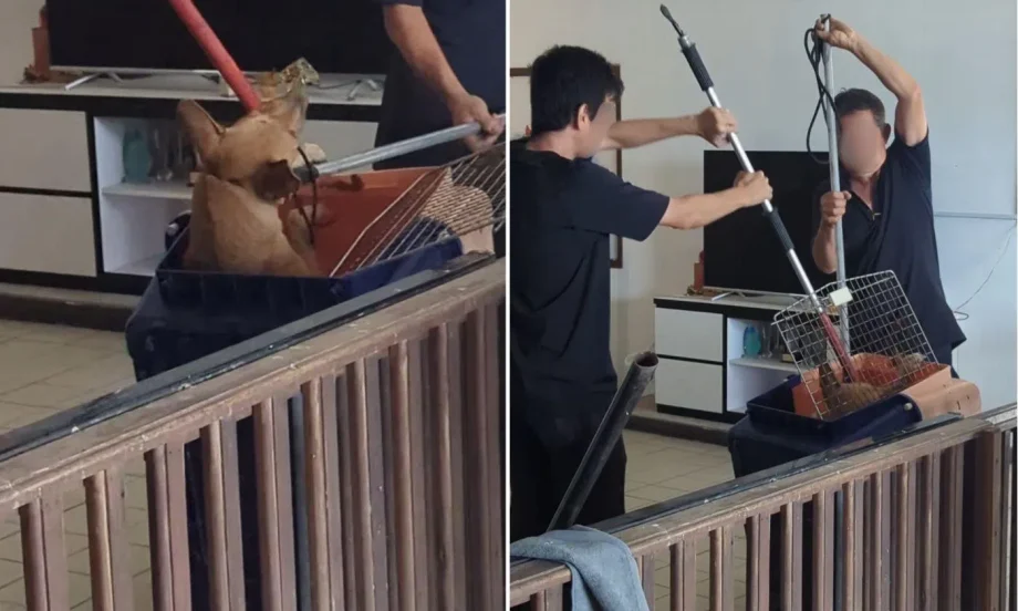 Stray dog forced into crate with poles at Seletar Farmway, AVS cites ‘public safety’ after bite incidents Stray dog forced into crate with poles at Seletar Farmway, AVS cites ‘public safety’ after bite incidents
