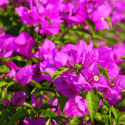 The bougainvilleas outside
