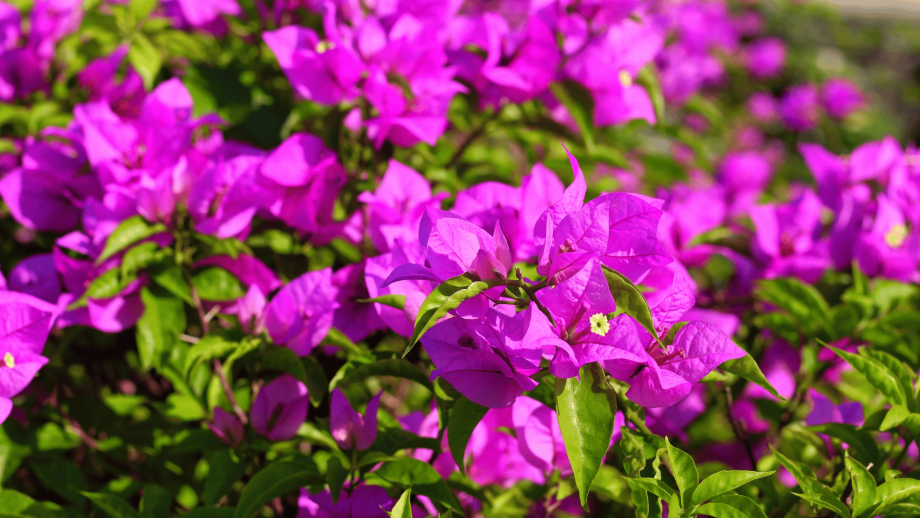 The bougainvilleas outside