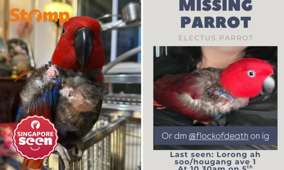 0 reward offered for missing parrot that flew off from Lorong Ah Soo 0 reward offered for missing parrot that flew off from Lorong Ah Soo