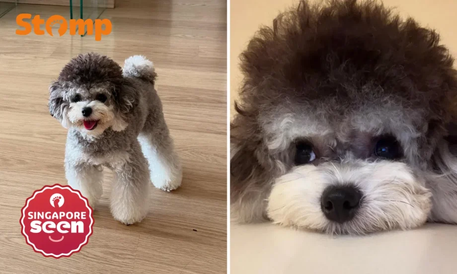 Adopted: Stomper seeking new, kind home for furkid due to daughter’s fear of dogs