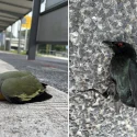 ‘Unnecessary deaths’: Birds found dead after colliding into glass panels at Dairy Farm bus stop