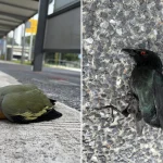 ‘Unnecessary deaths’: Birds found dead after colliding into glass panels at Dairy Farm bus stop