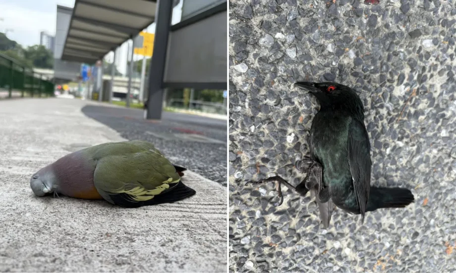 ‘Unnecessary deaths’: Birds found dead after colliding into glass panels at Dairy Farm bus stop ‘Unnecessary deaths’: Birds found dead after colliding into glass panels at Dairy Farm bus stop