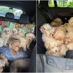 ,500 fine for woman who kept 79 dogs at her home in ‘unprecedented’ case