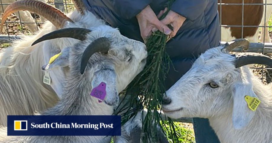 Whisky, wool and Andy Murray’s luxury estate on a journey across Scotland