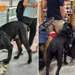 NParks investigating case of unmuzzled big dog allegedly attacking child, other pets at PetExpo Fiesta