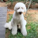 NParks probing case of dog that died after reportedly being left unattended at grooming facility