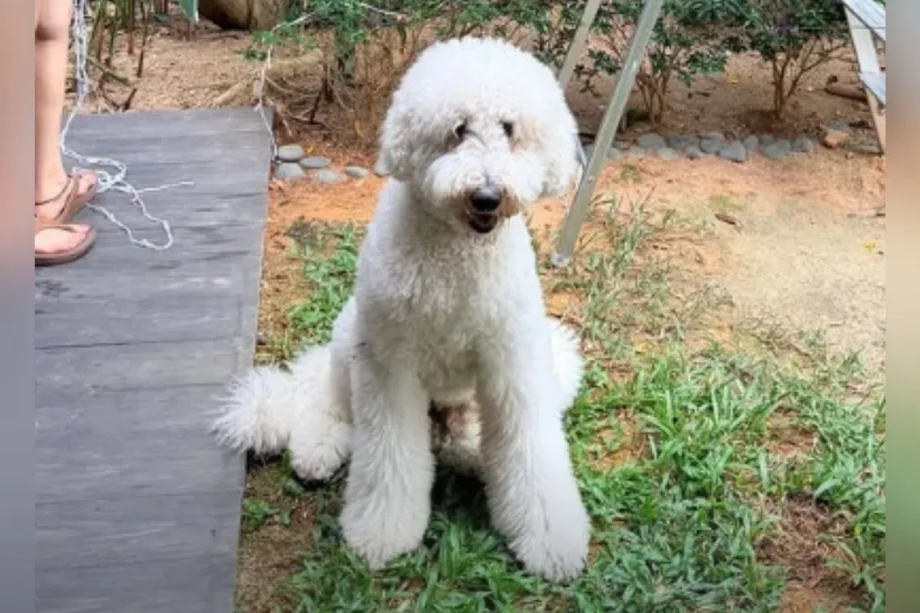 NParks probing case of dog that died after reportedly being left unattended at grooming facility NParks probing case of dog that died after reportedly being left unattended at grooming facility