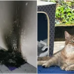 Man, 67, arrested for allegedly setting fire to cat dwellings at Bukit Batok void deck