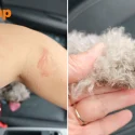 Dog bleeds so much after grooming at Bukit Batok salon that owner was ‘covered in blood’