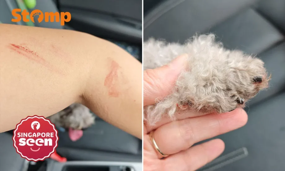 Dog bleeds so much after grooming at Bukit Batok salon that owner was ‘covered in blood’