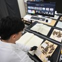 ‘Byte-size’ plants: Singapore Herbarium goes online