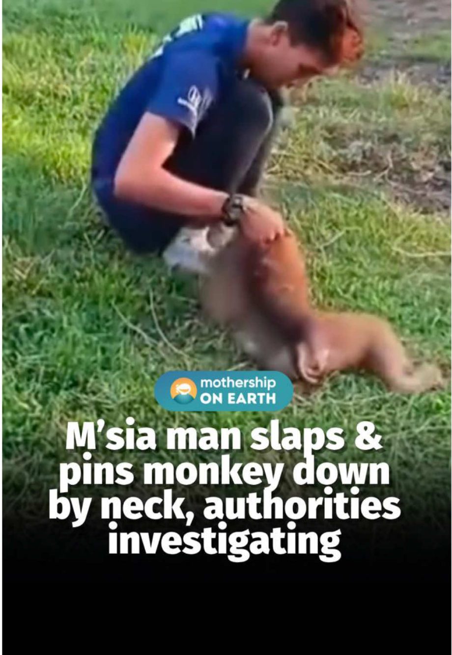 @mothershipsg The Stray Animal Foundation of Malaysia reminded the public that a…