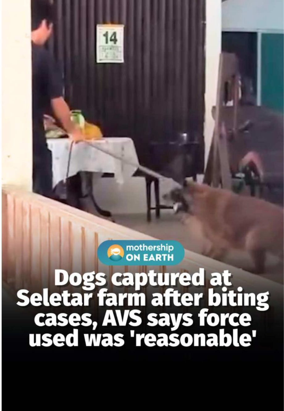 @mothershipsg In response to Mothership’s queries, AVS Group Director Anna Wong … @mothershipsg In response to Mothership’s queries, AVS Group Director Anna Wong …