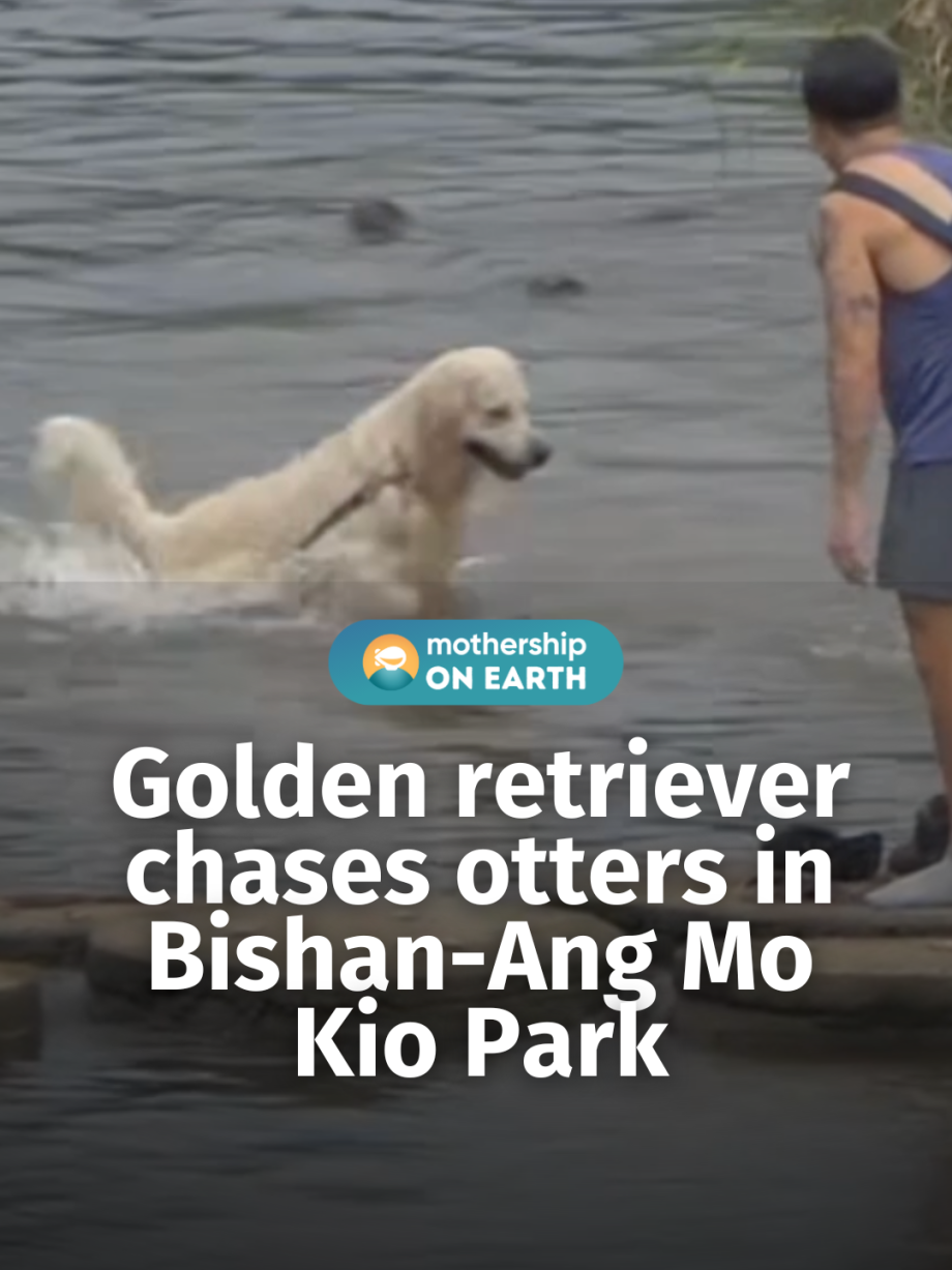 @mothershipsg No otters or dogs were harmed. #tiktoksg #sgnews …
