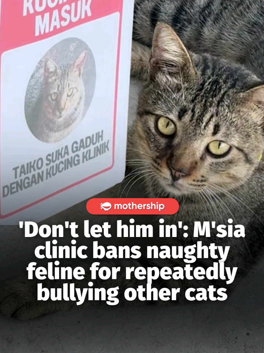 @mothershipsg somebody call the paw-lice pls  #malaysia #tiktokmalaysia #cat #an…