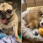 ‘Pain and trauma’: Pet owner, grooming salon in dispute over injury that led to removal of dog’s eye