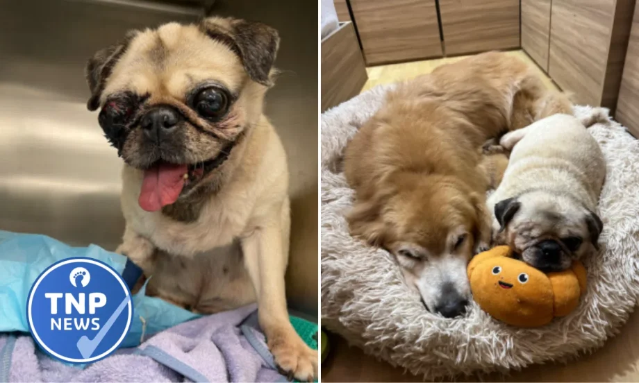 ‘Pain and trauma’: Pet owner, grooming salon in dispute over injury that led to removal of dog’s eye