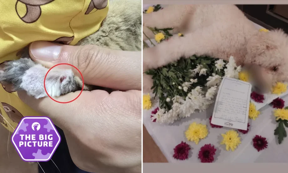 Pet grooming horror stories spark calls for tougher rules from ‘pawrents’ and welfare groups Pet grooming horror stories spark calls for tougher rules from ‘pawrents’ and welfare groups