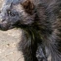How Elusive Emotional Wolverines Connect Us With Nature