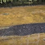 ‘Thousands’ of catfish swarm Canberra longkang, resident says it’s a natural phenomenon