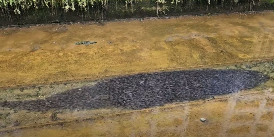 ‘Thousands’ of catfish swarm Canberra longkang, resident says it’s a natural phenomenon ‘Thousands’ of catfish swarm Canberra longkang, resident says it’s a natural phenomenon