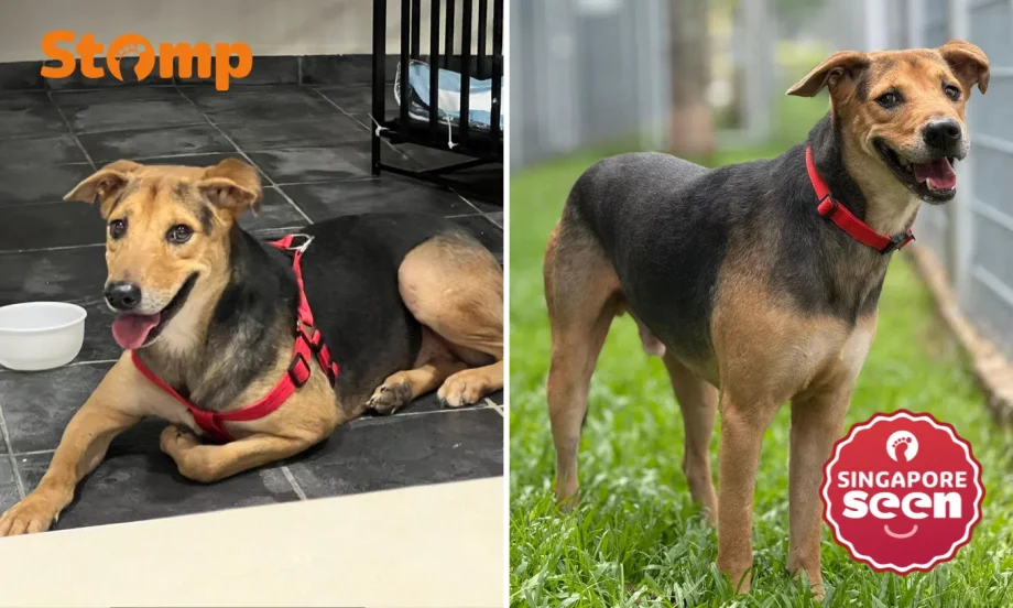 Fosterer offering ,000 reward for return of ‘son’ who dashed out of car, was last seen on PIE