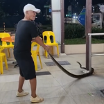 Uncle tries to relocate python from Marsiling coffee shop with bare hands, Singapore News