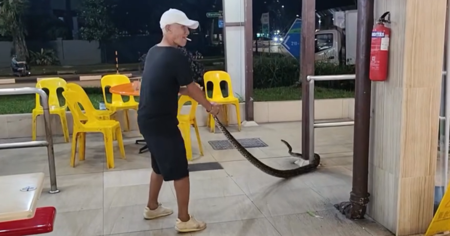 Uncle tries to relocate python from Marsiling coffee shop with bare hands, Singapore News