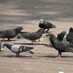 Bird netting to prevent pigeons on air-con ledges to be trialled at 2 HDB blocks