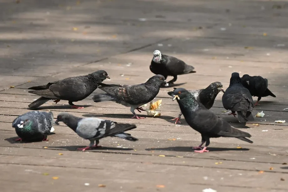 Bird netting to prevent pigeons on air-con ledges to be trialled at 2 HDB blocks Bird netting to prevent pigeons on air-con ledges to be trialled at 2 HDB blocks