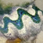 Colourless creatures, a marine giant: Wild finds in Singapore that were revealed in 2025